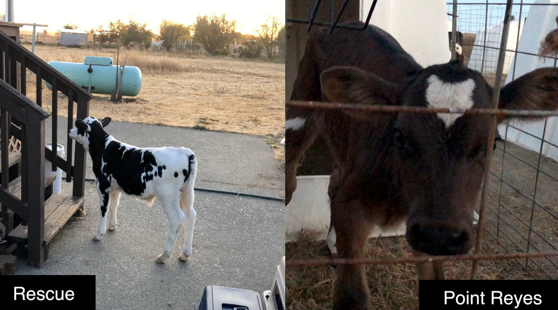 There's nowhere left to pretend after this. It's slavery and cruelty, period. #dairy #ranching #rescue #baby #calves #pointreyes #pointreyesnationalseashore skyler thomas #skylerthomas