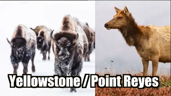 ranchers are against wildlife in point reyes and yellowstone