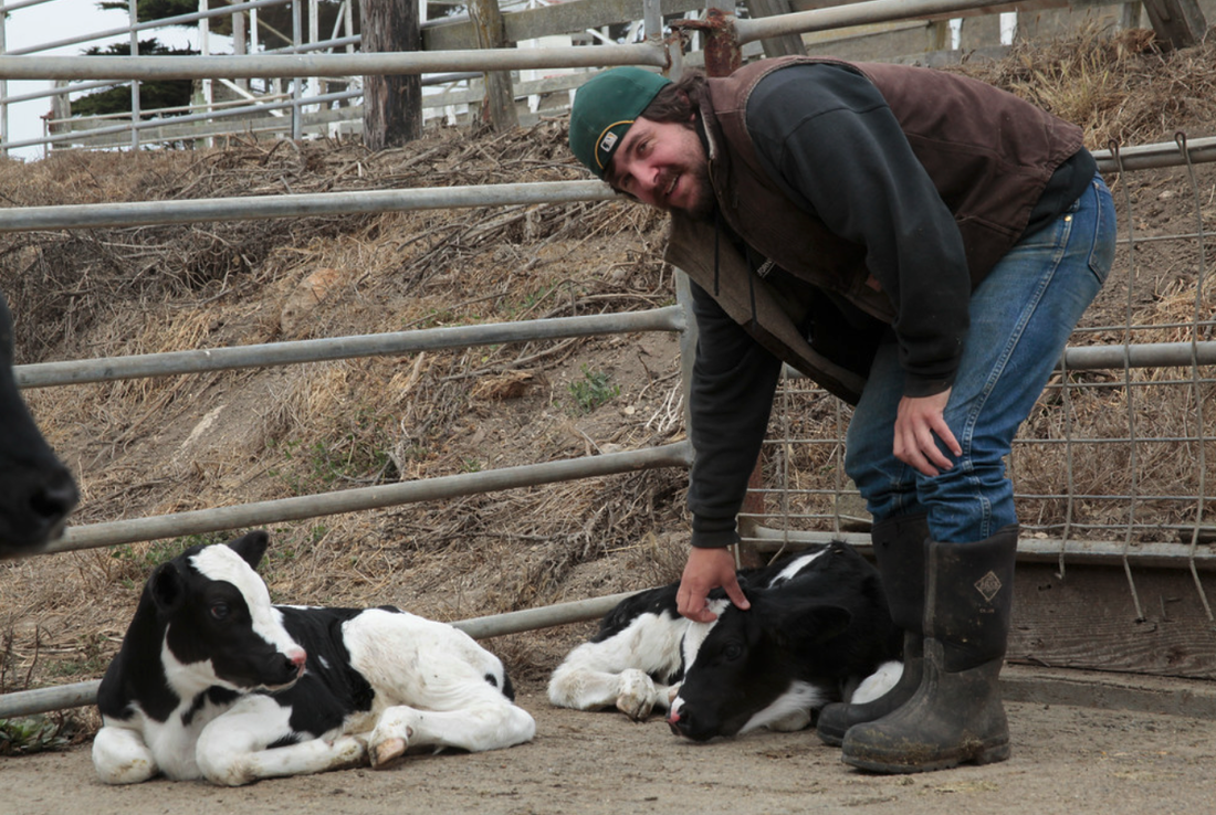 Jarrod Mendoza pats the head of a one day old calf stolen from his mother and being sent to slaughter #mendoza #pointreyes #shameofpointreyes